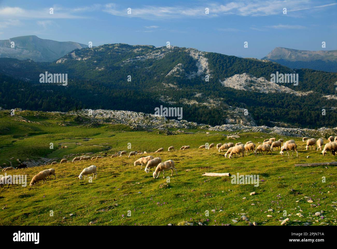 Flock of sheep in the pastures of Belagua. In the background the karstic massif of Larra in the Navarrese Pyrenees. Navarre. Spain Stock Photo