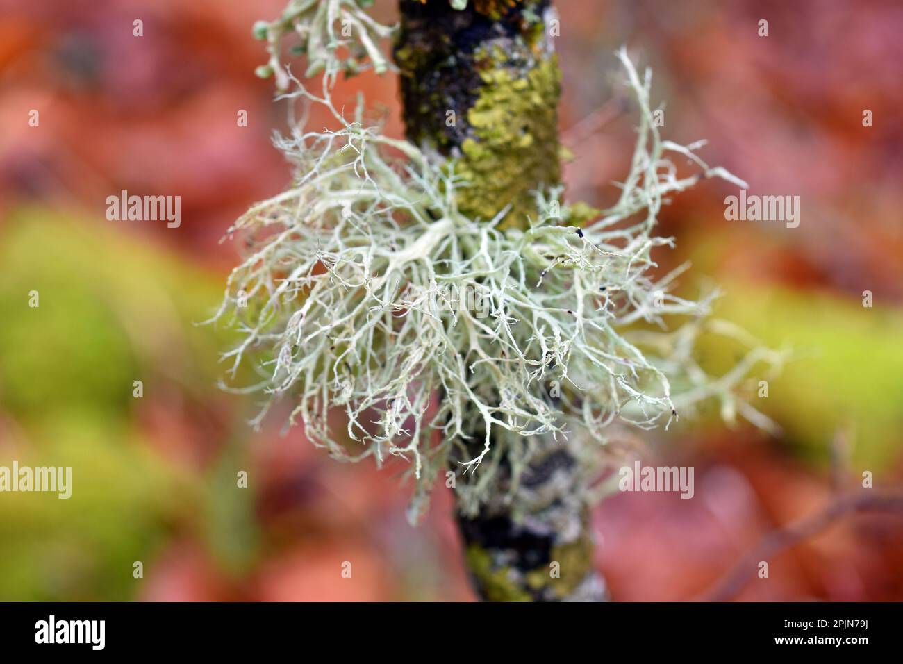 The fruticulous lichen Ramalina farinacea on a branch in a beech forest Stock Photo