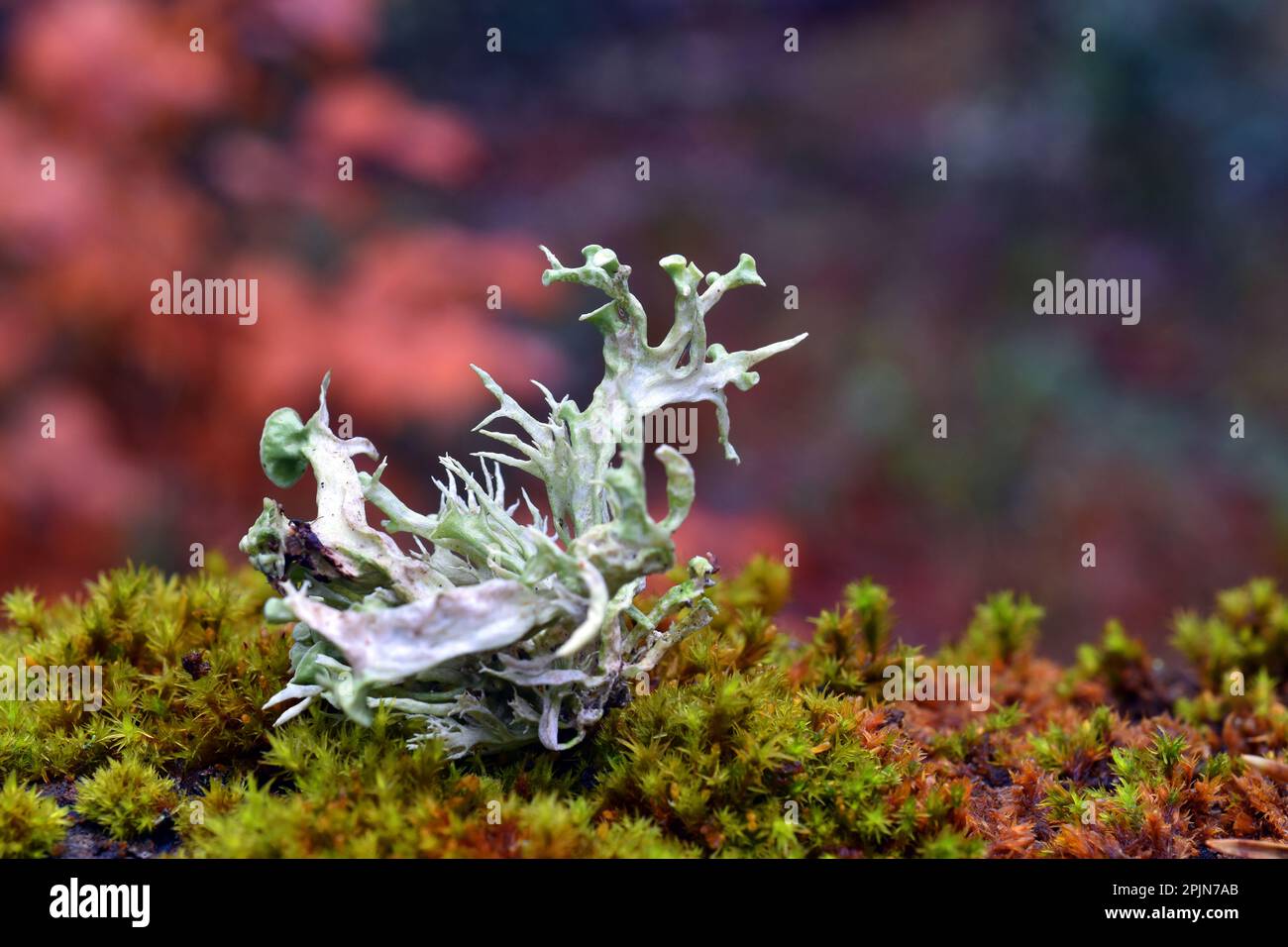 The fruticulous lichen Ramalina farinacea on a branch in a beech forest Stock Photo