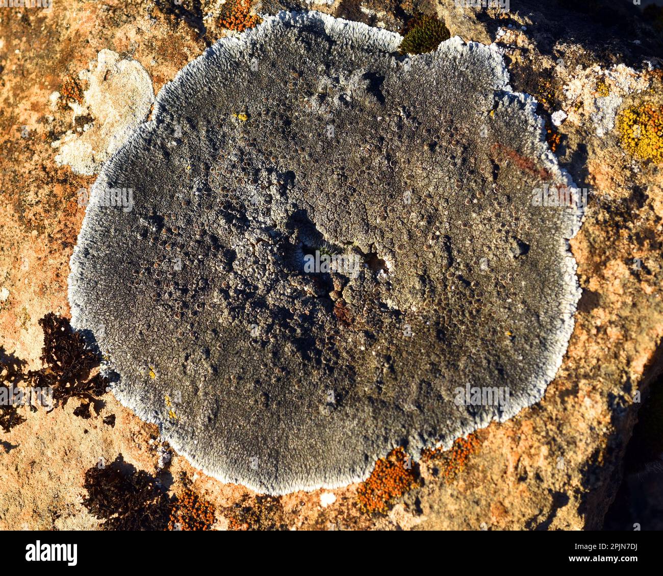The crustacean lichen Lecanora sp. on a calcareous rock Stock Photo