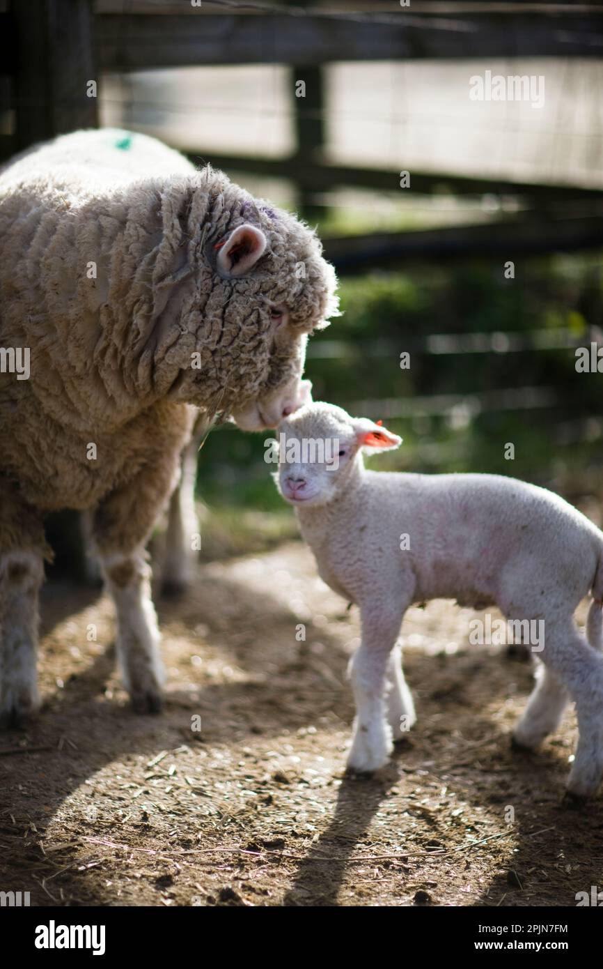 Mother sheep touching lamb with head Stock Photo Alamy