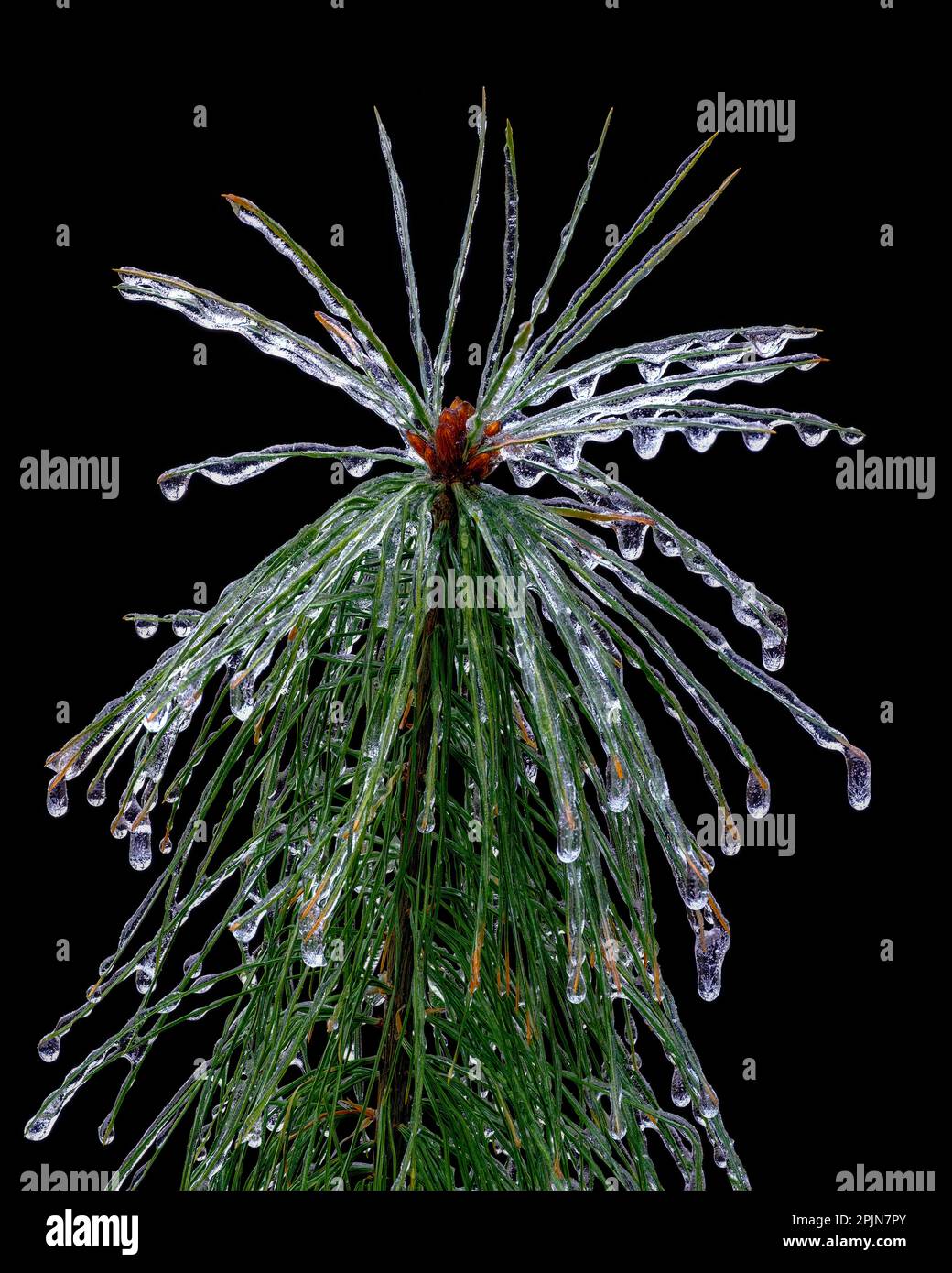 Ice-covered White Pine (Pinus strobus) after ice storm, Michigan, USA, North America Stock Photo