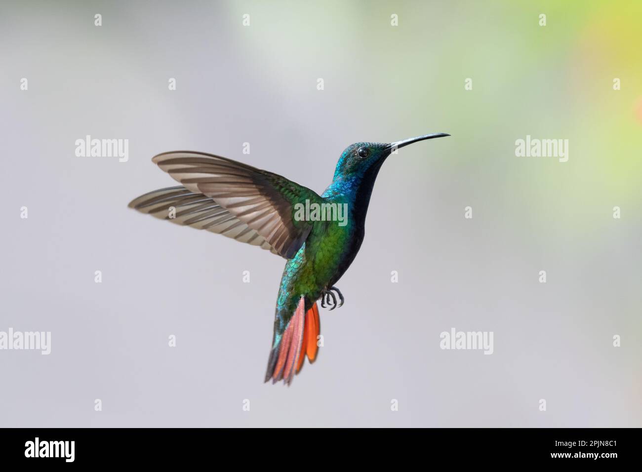 Colorful, Black-throated Mango hummingbird with orange tail hovering against a gray background. Stock Photo