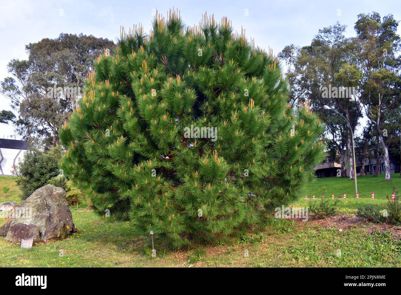 The stone pine (Pinus pinea) in a garden or park Stock Photo
