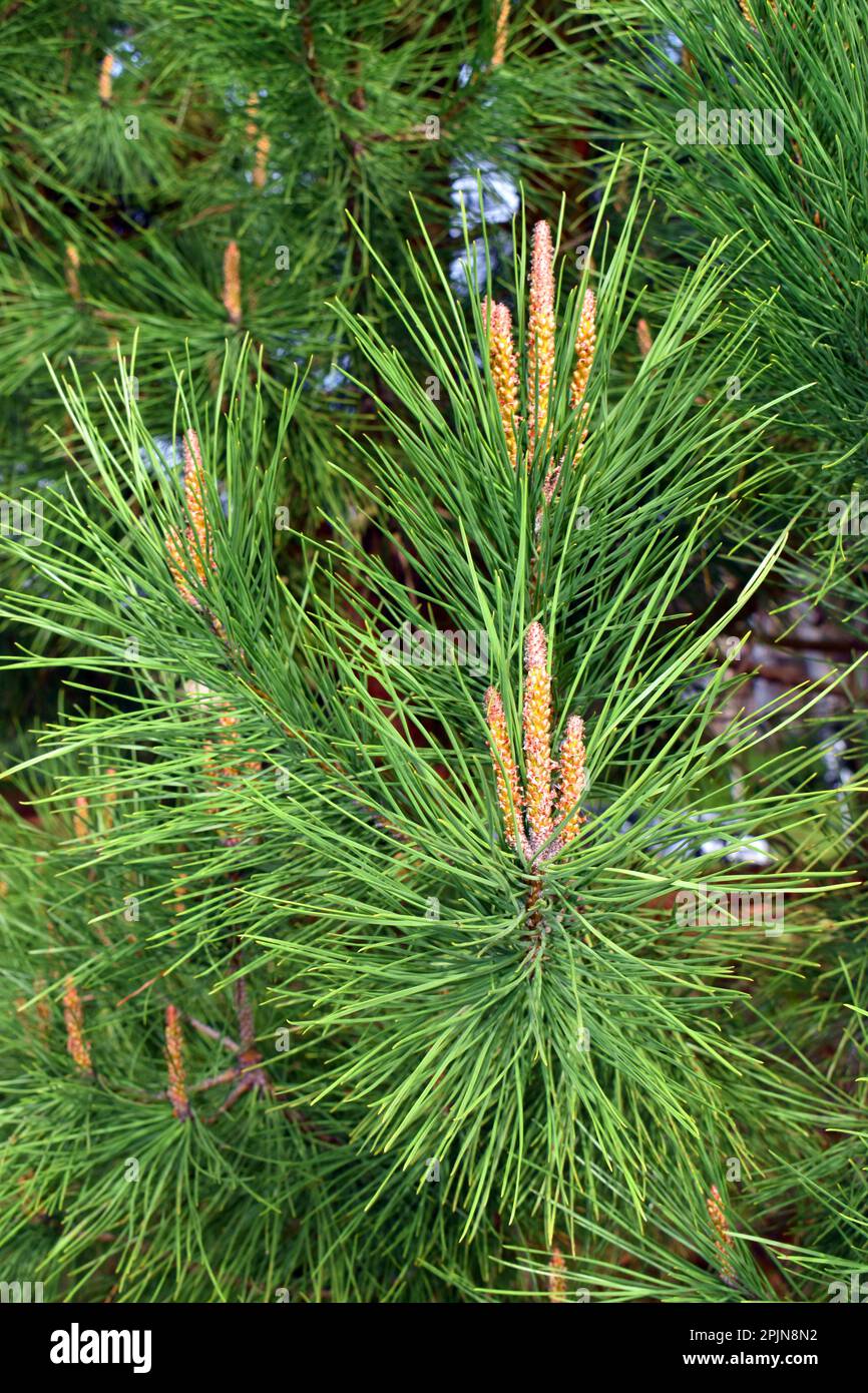 Detail of the flowers of the stone pine (Pinus pinea). It is a tree native to the Mediterranean Stock Photo