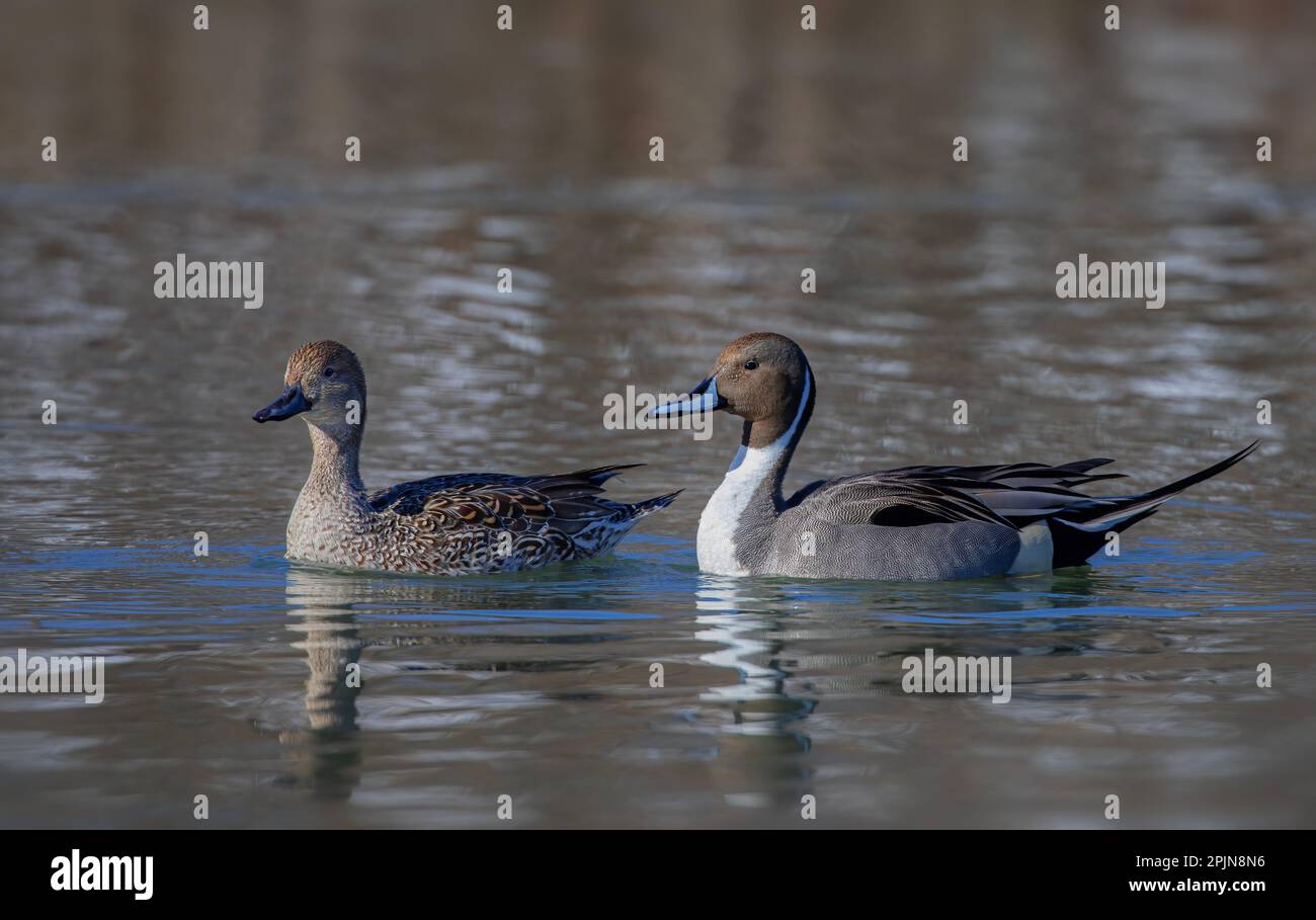 Northern Pintail duck male (Anas acuta) and his mate swimming on a local winter pond in Canada Stock Photo