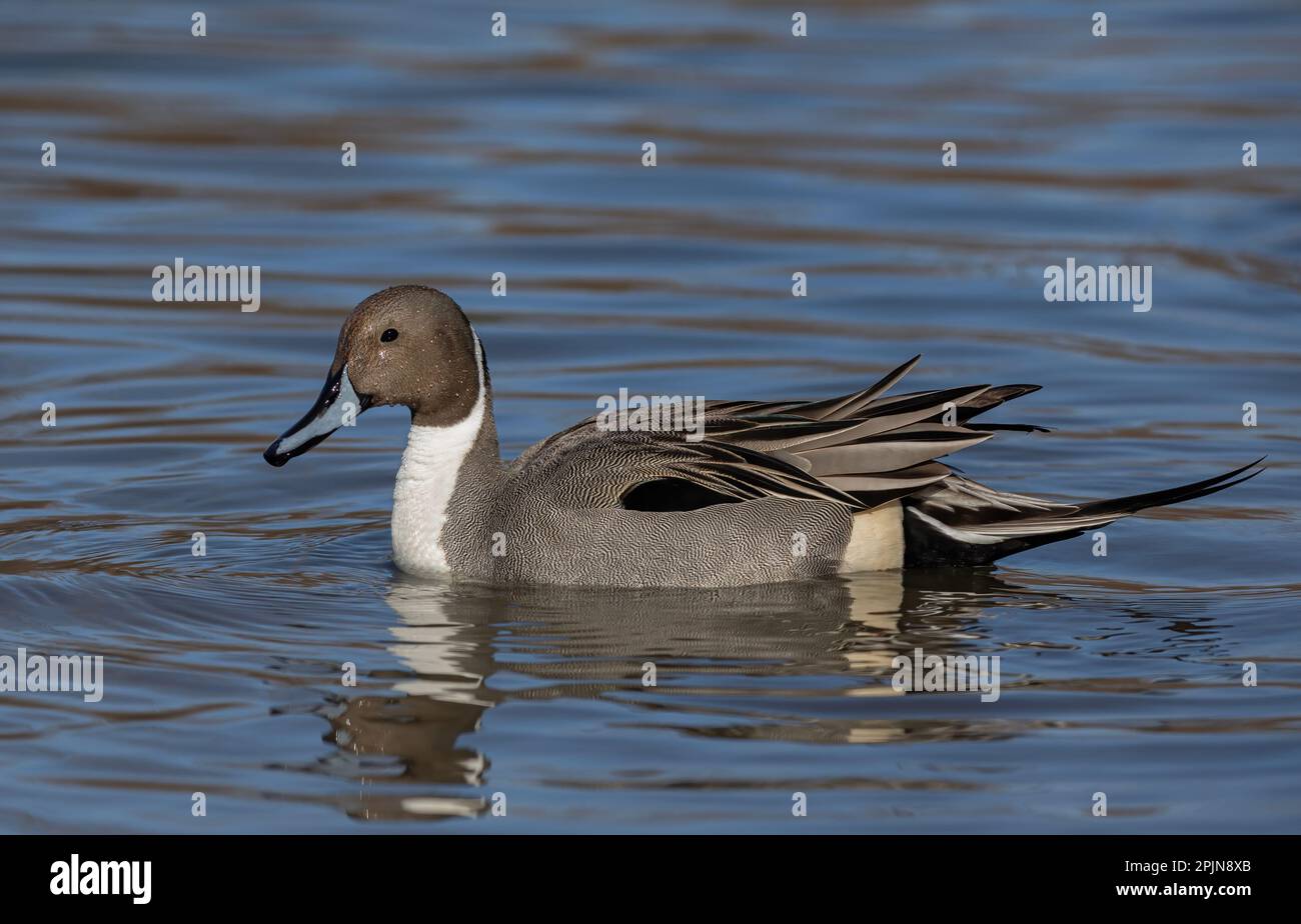 Northern Pintail duck male (Anas acuta) swimming on a local winter pond in Canada Stock Photo