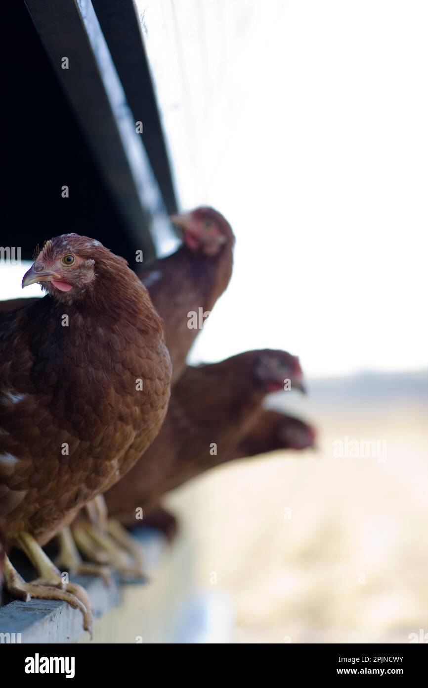 Chickens jumping from chicken run Stock Photo Alamy