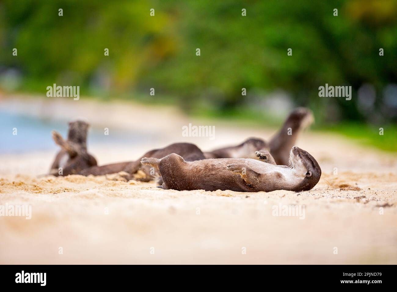 Smooth coated otter family rest on beach after hunting fish in the sea and travelling along the coast in Singapore Stock Photo