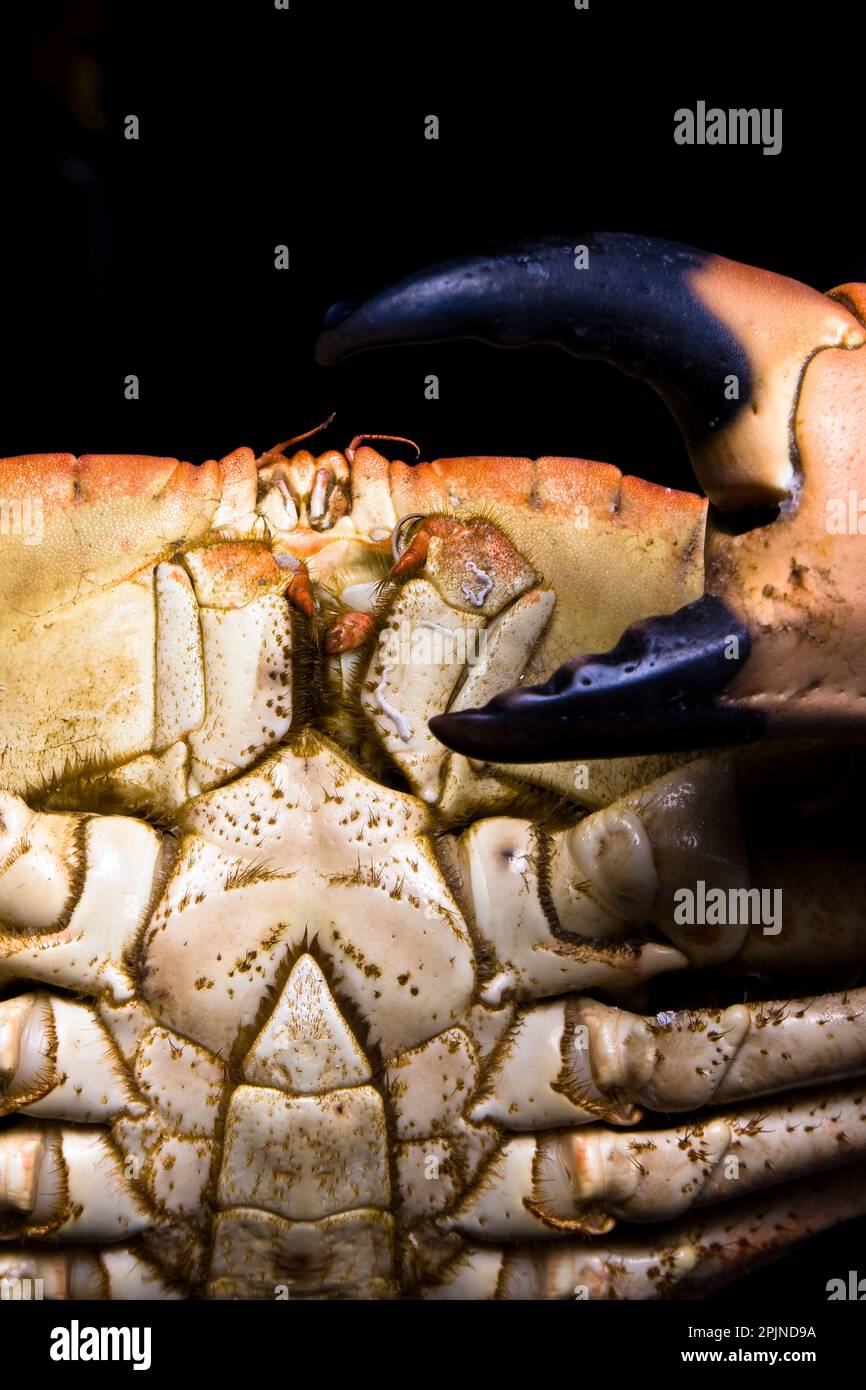 Extreme close up of crab and claw Stock Photo Alamy