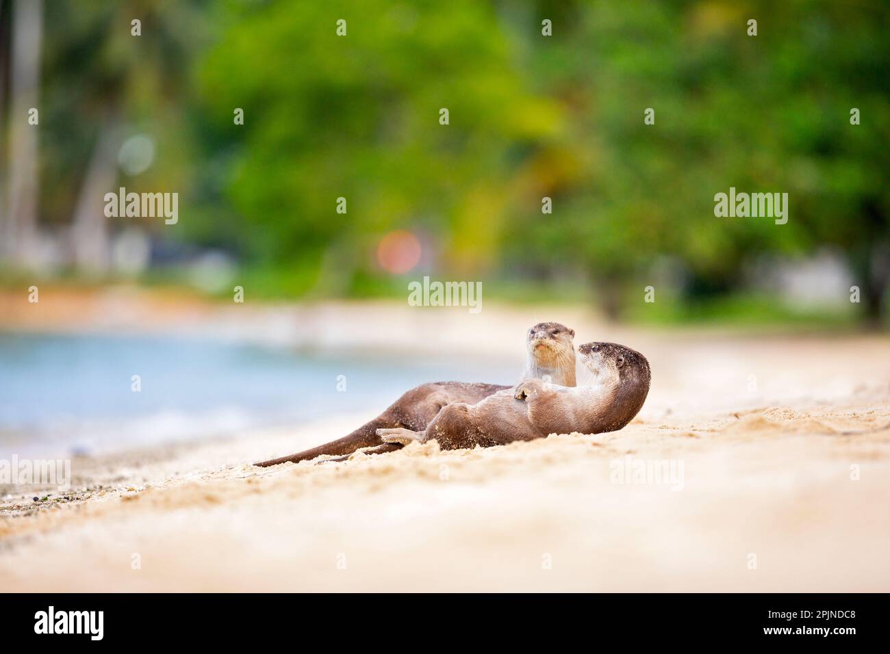 Two members of smooth coated otter family rest on beach after hunting fish in the sea and travelling along the coast in Singapore Stock Photo