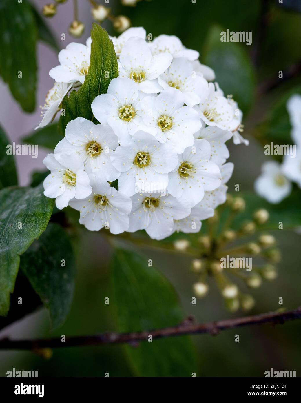760+ Reeves Spiraea Stock Photos, Pictures & Royalty-Free