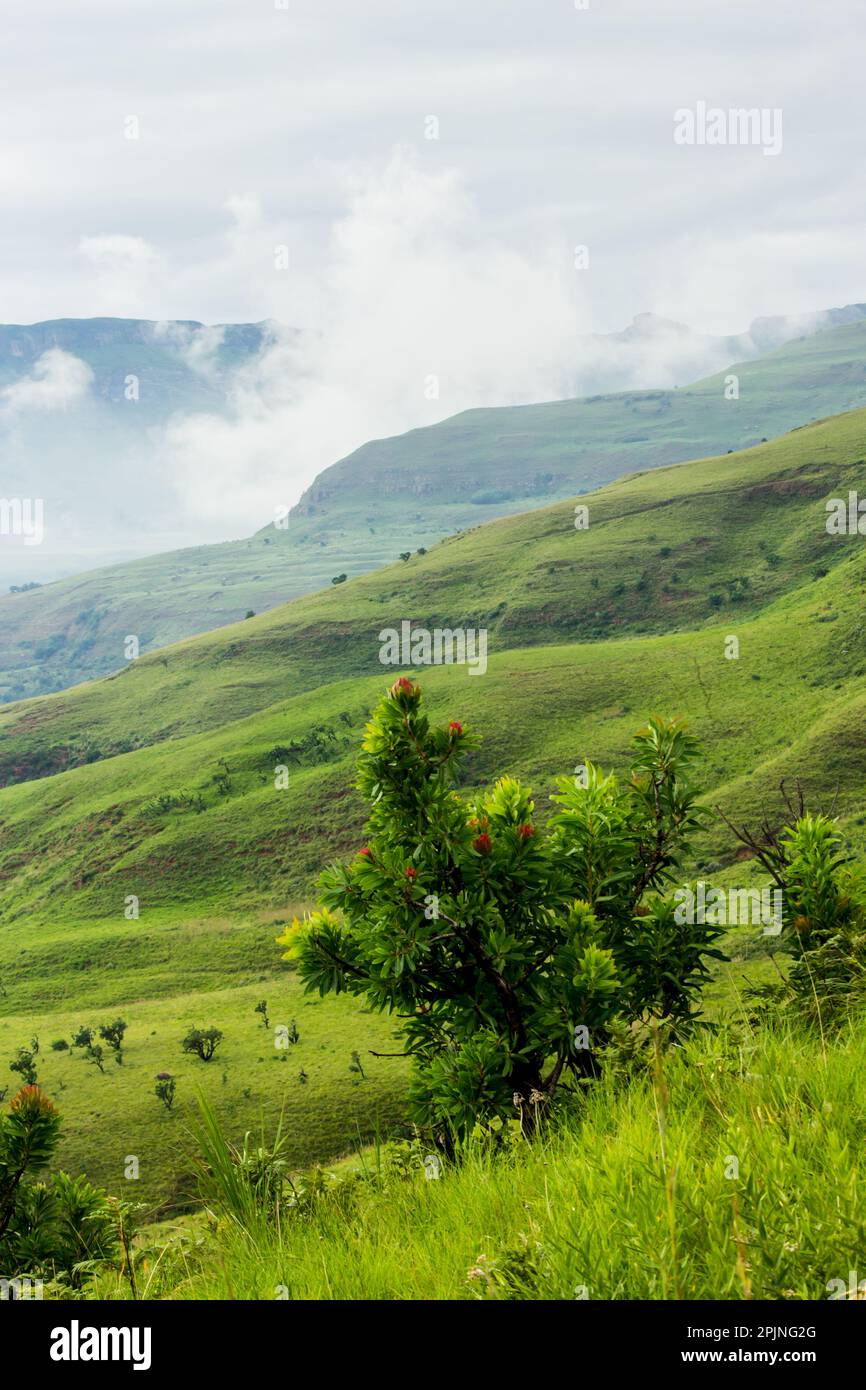 A common Protea Bush with the Drakensberg mountains, partly shrouded in mist, in the background Stock Photo