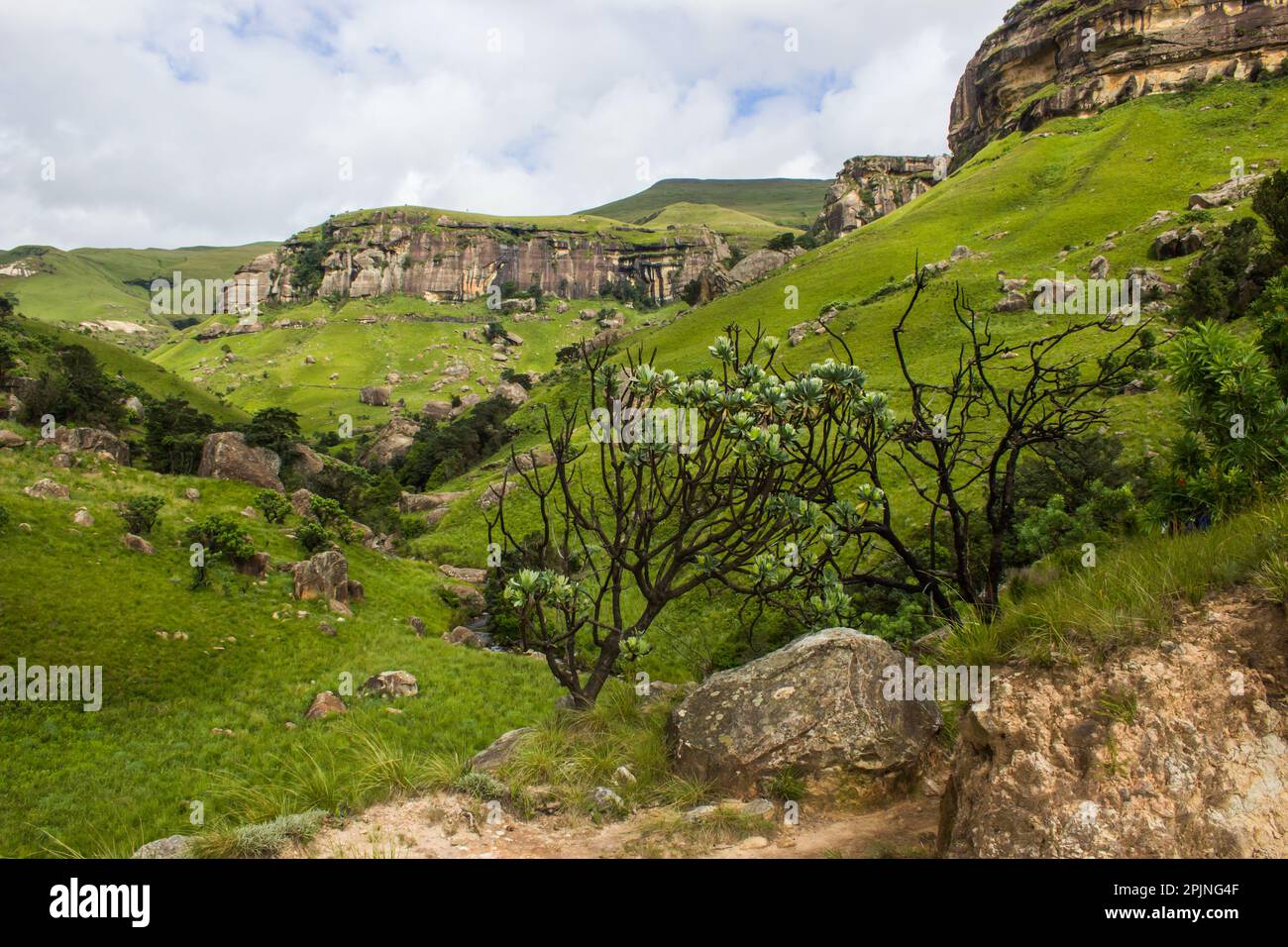 The Afromontane grasslands of the Drakensberg mountains with a common sugarbush in the foreground Stock Photo