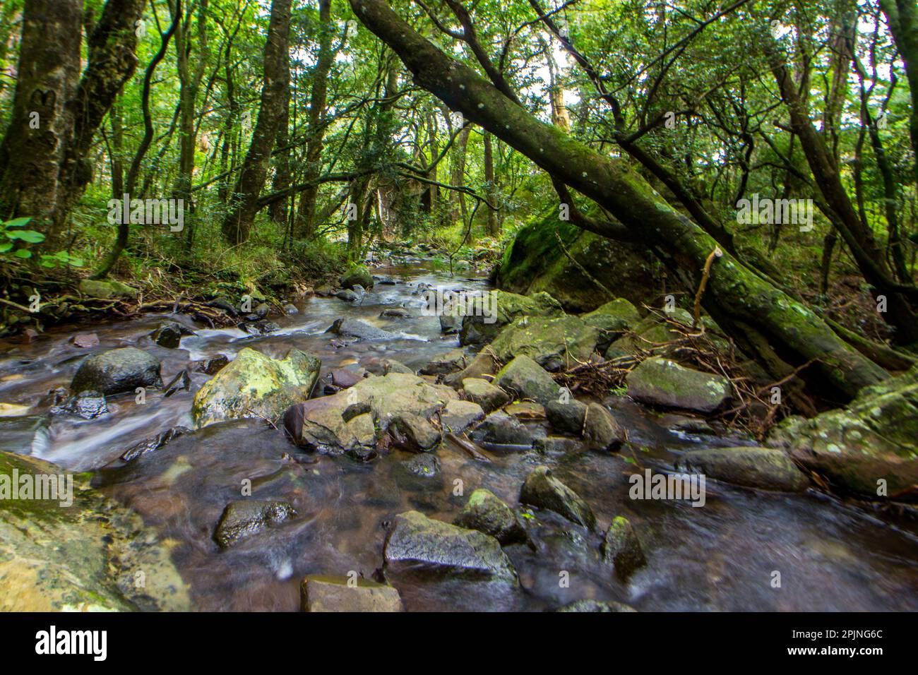 Unveiling The Enchanting Charms Of Forests In South Africa