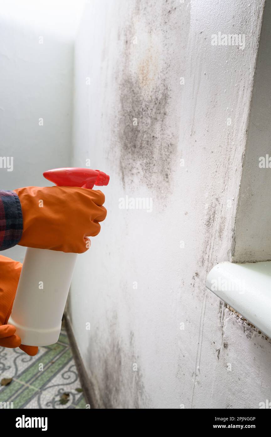 Mold on the wall, a man's hand in a rubber glove sprays a mold remedy