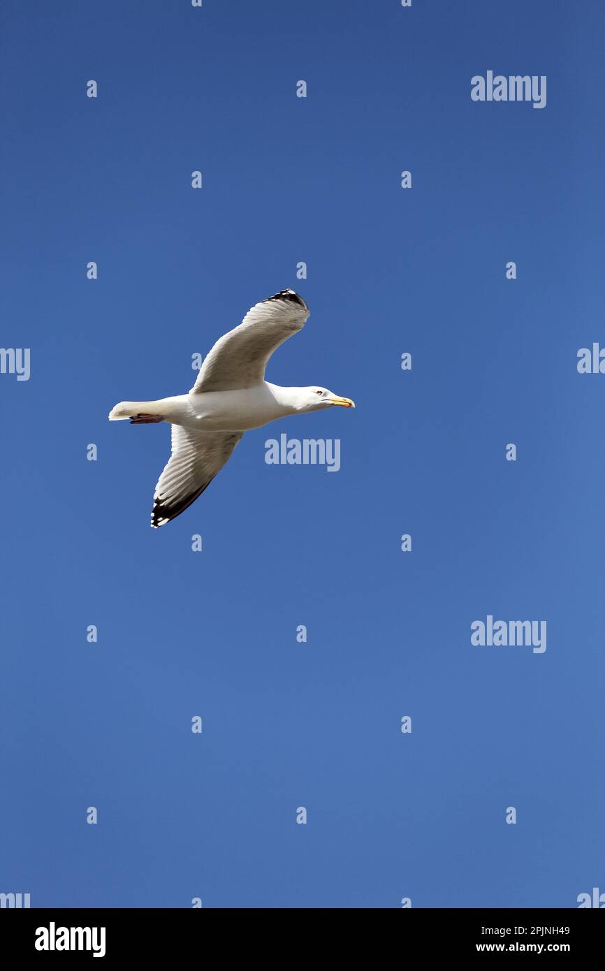 Herring gull hunting and scavenging along the shoreline Stock Photo Alamy