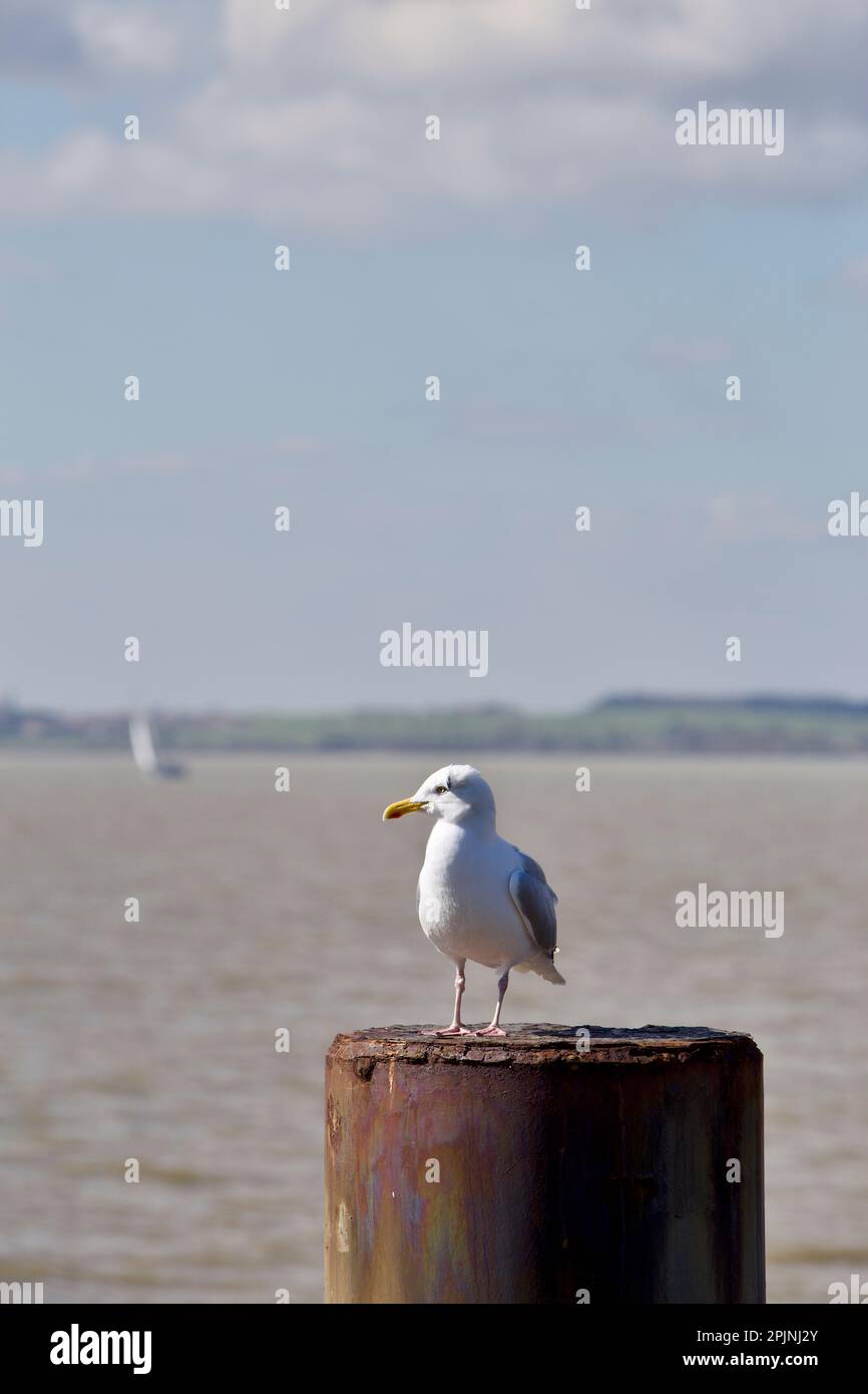 Herring gull hunting and scavenging along the Half Penny Pier Harwich