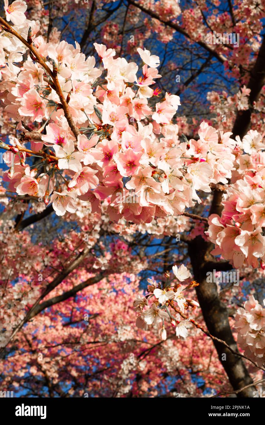Cherry Blossoms in Washington DC Stock Photo Alamy
