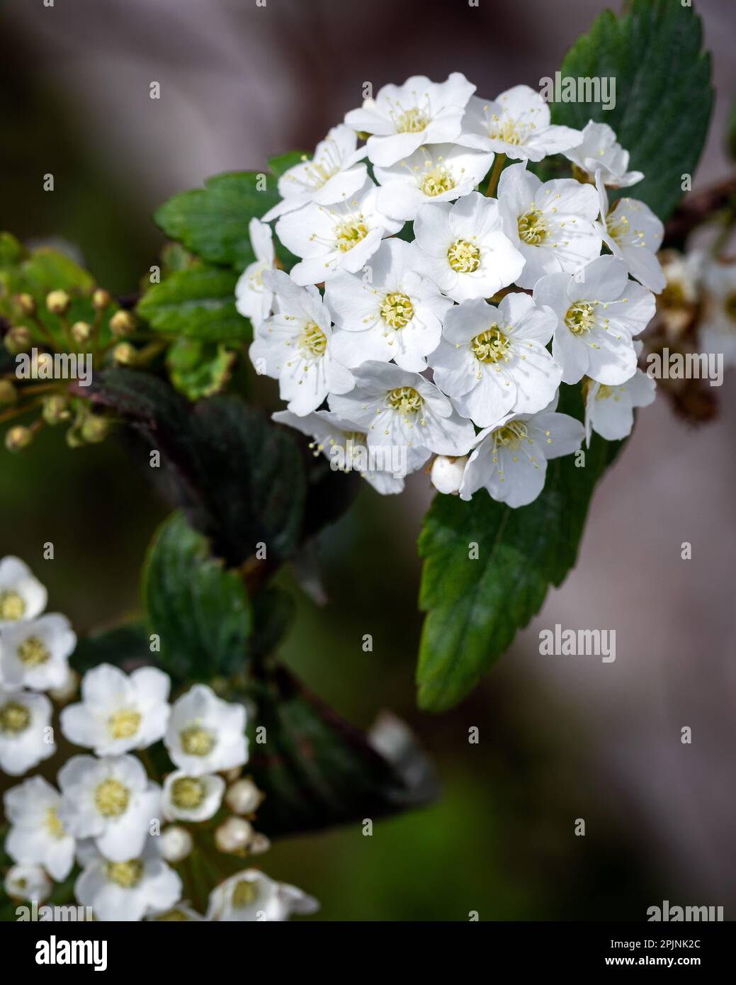 絵画 Reeves spirea Reeves spirea hi-res stock photography and images - Alamy