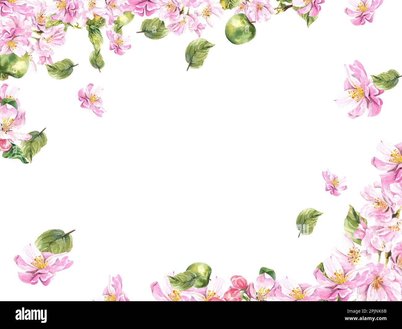 Rectangular composition of a blossoming apple tree on a white ...