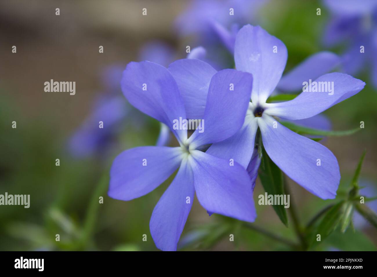 care and growing of spring flowers Vinca herbacea Stock Photo