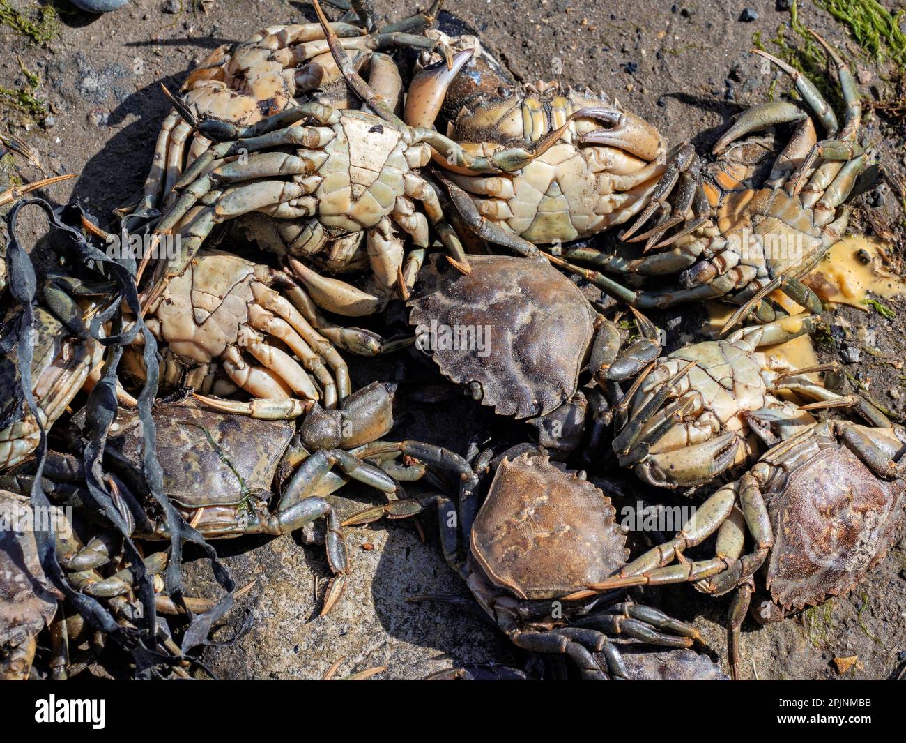 A dead crab lies on the shore, its empty shell a reminder of an earlier