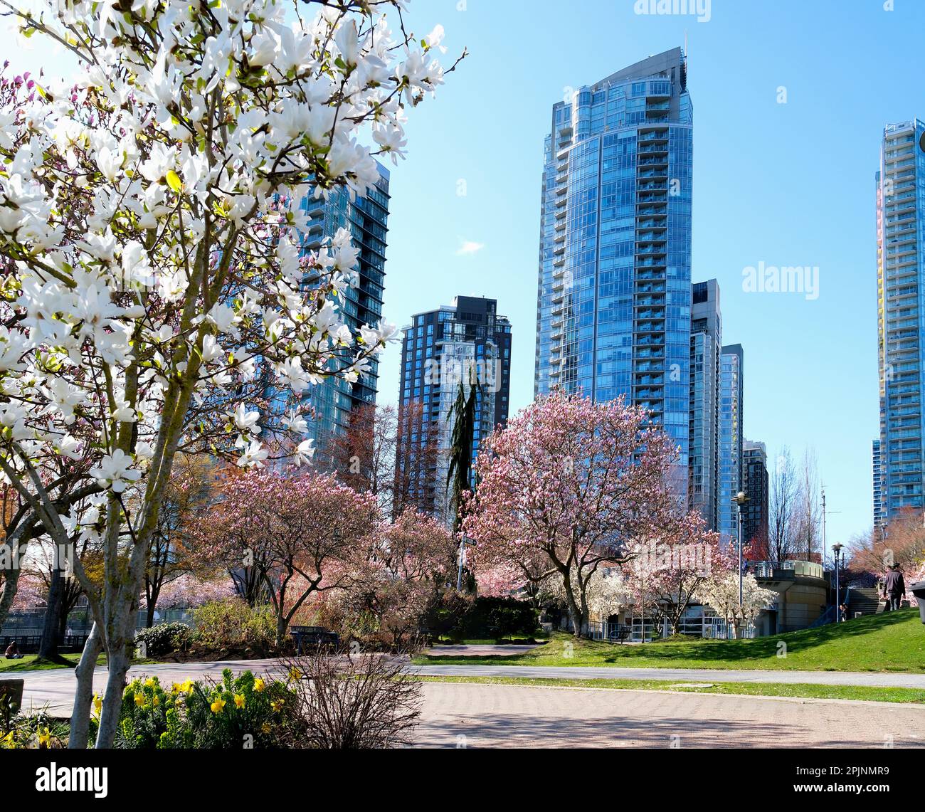 Cherry blossoms in full bloom in the city Blooming sakura cherry