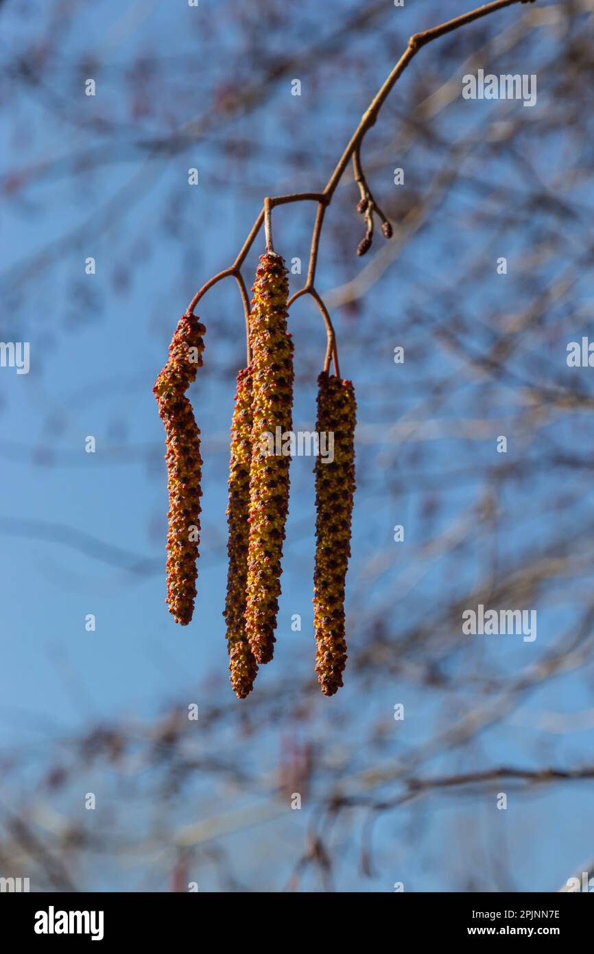 European alder, Alnus glutinosa, branch with mature female catkins, blooming male catkins and buds on soft background, selective focus. Stock Photo