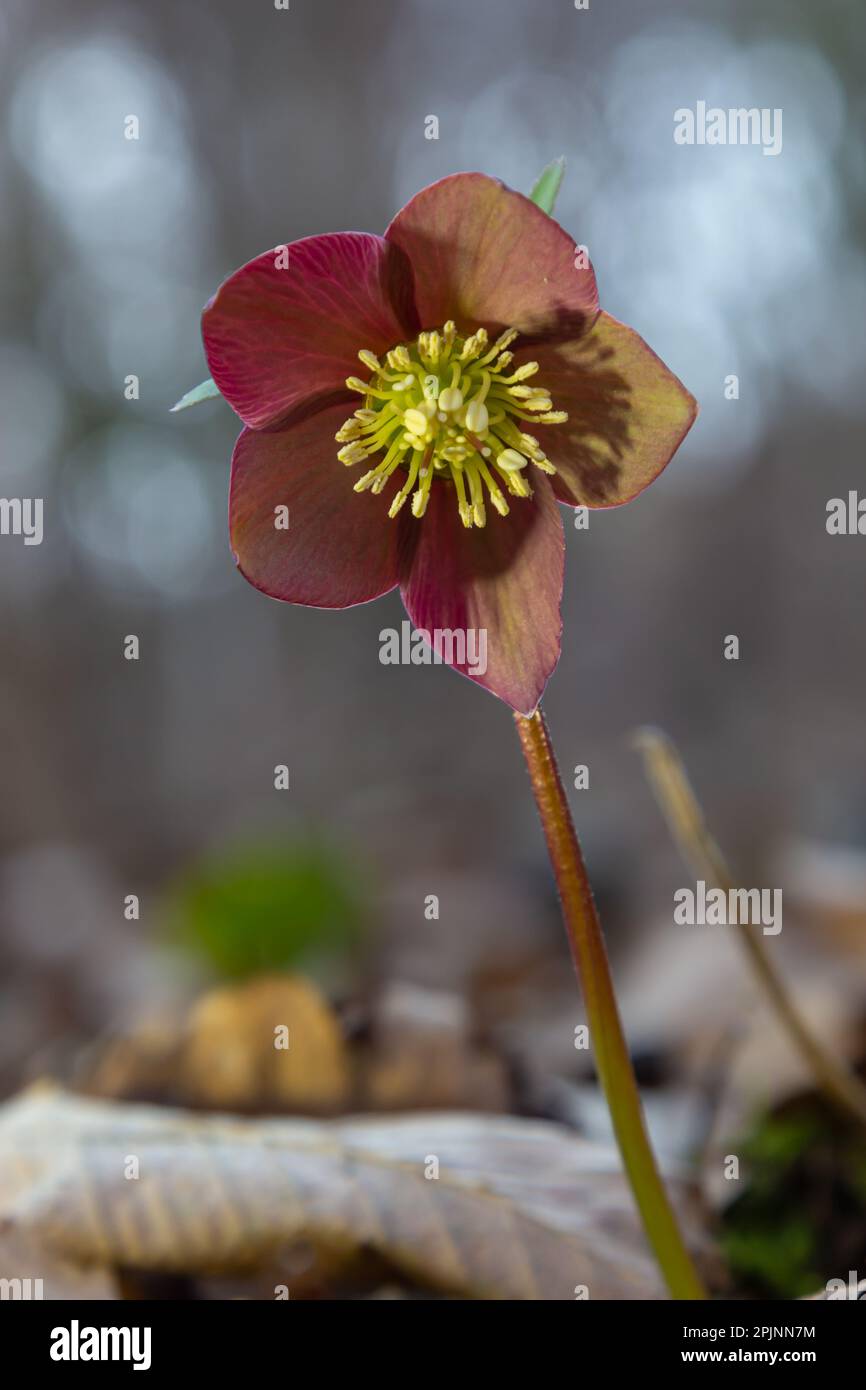Group of pink christmas rose, Helleborus niger, flowers in a beech forest. Stock Photo