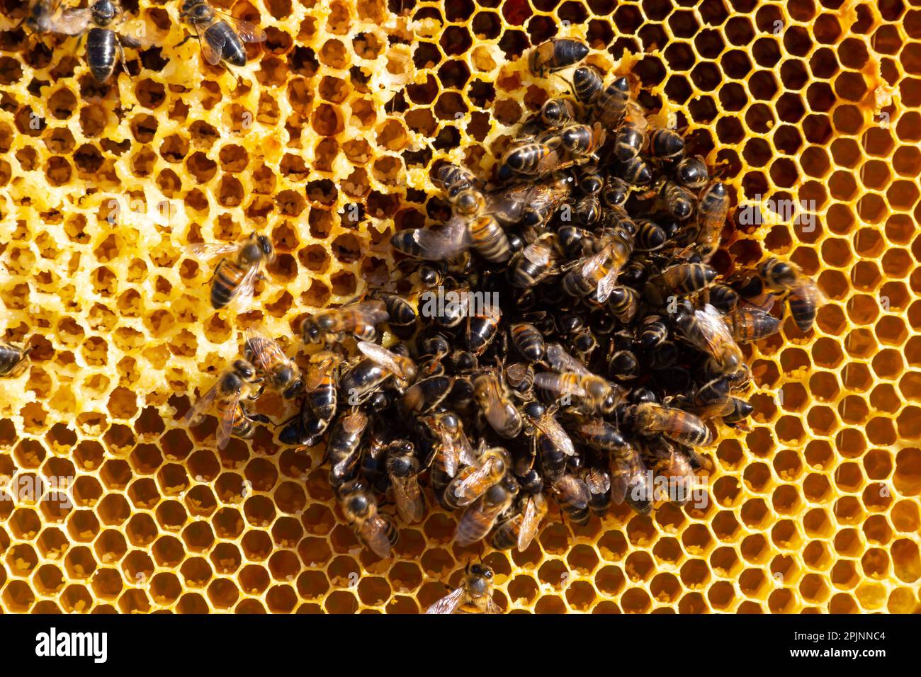 Bees working on honey cells. Close up macro. World Bee Day. Copy paste ...