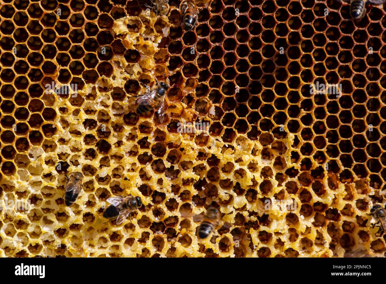 Bees working on honey cells. Close up macro. World Bee Day. Copy paste. Space for text. Stock Photo