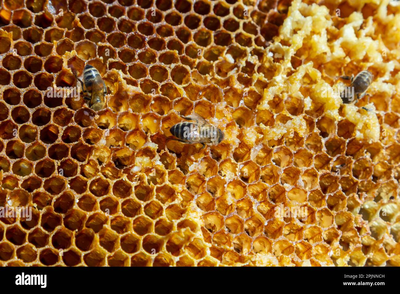 Bees working on honey cells. Close up macro. World Bee Day. Copy paste. Space for text. Stock Photo