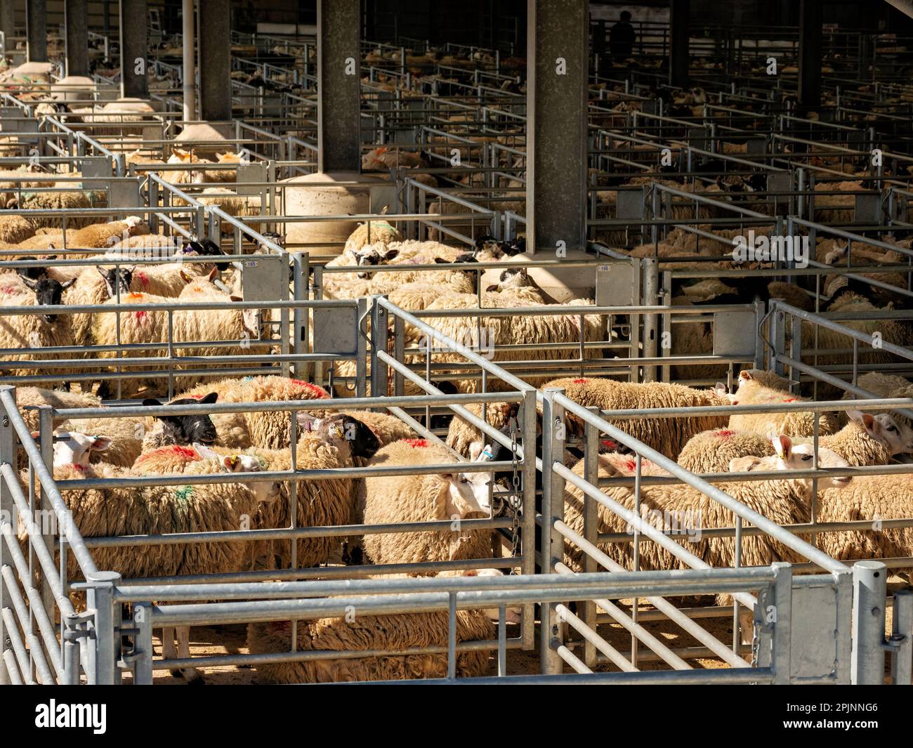 At a bustling cattle market animals are caged and crammed into pens for sale in the farming industry. Sheep with woolly coats fill the scene devoid o Stock Photo Alamy
