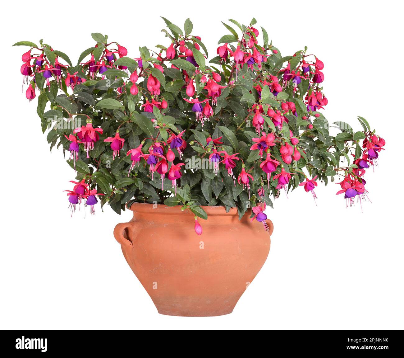 Two-tone fuchsia in a terracotta pot, isolated background Stock Photo