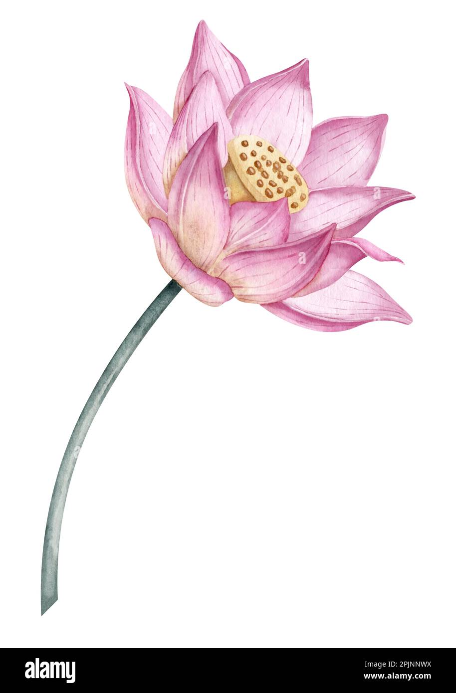Lotus Stock Photos, Images and Backgrounds for Free Download