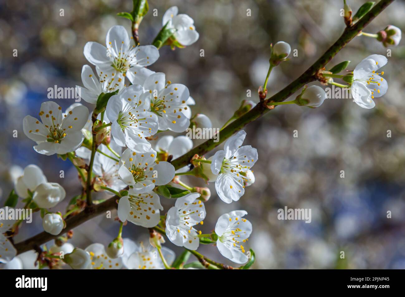 Spring blossoms of Spreading Plum tree, Prunus divaricata, white flowers blooming during Spring Sakaru season. Macro closeup. Stock Photo