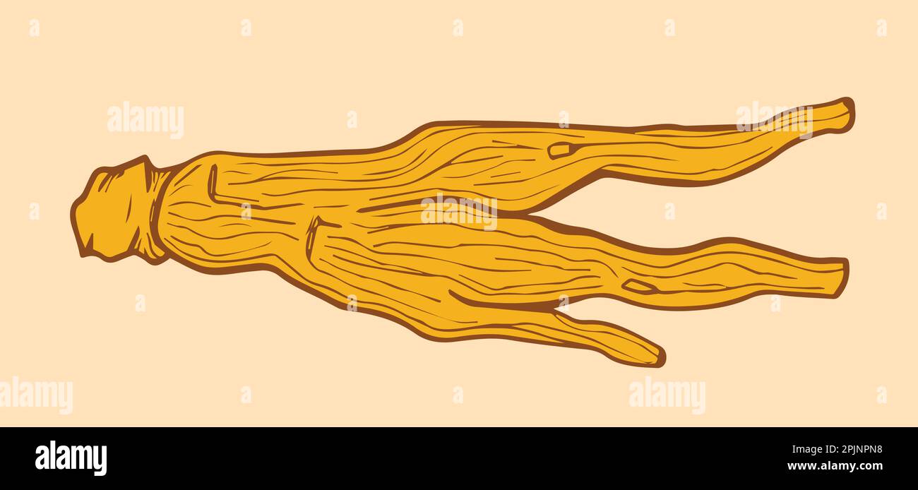 Dried korean ginseng root illustration. Ginseng root symbol in hand drawing style. Chinese