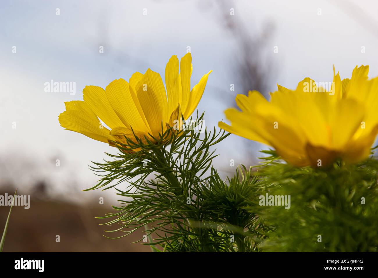Adonis vernalis is a perennial flowering plant in sping garden. Adonis vernalis is a medicinal plant. Yellow Adonis flowers in natural background. Stock Photo