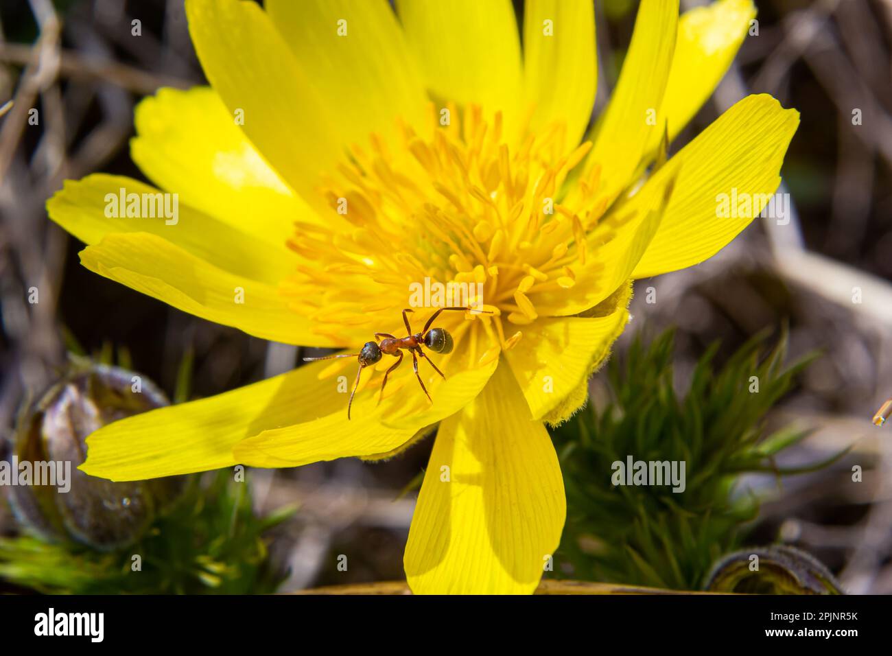 Adonis vernalis is a perennial flowering plant in sping garden. Adonis vernalis is a medicinal plant. Yellow Adonis flowers in natural background. Stock Photo