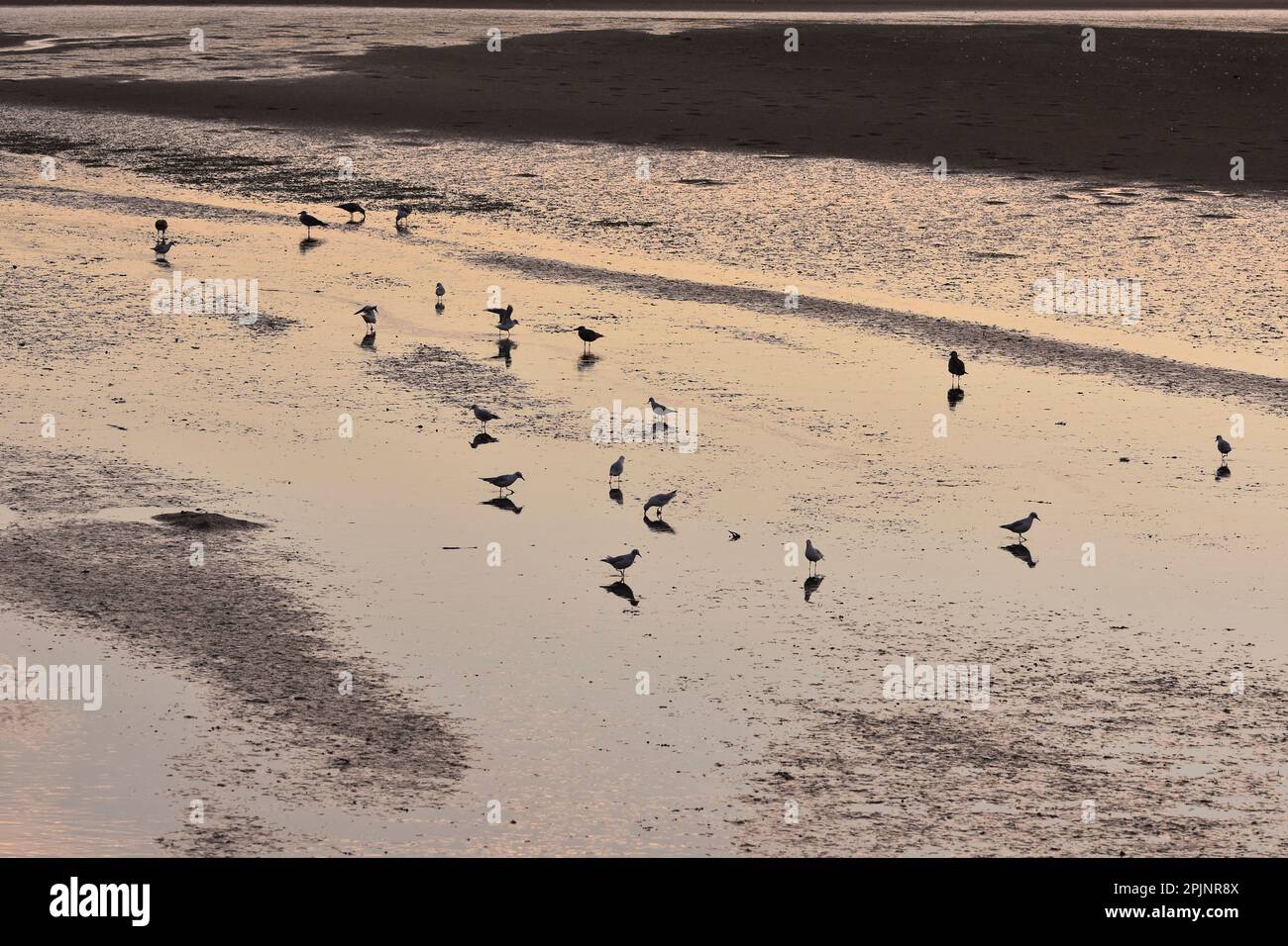 Local Nature Reserve of river Douro estuary, wetlands area with water birds at dusk, Porto Portugal. Stock Photo