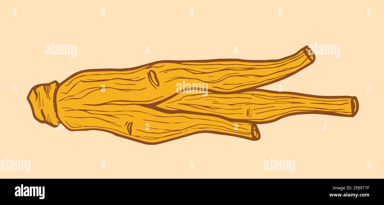 Dried korean ginseng root illustration. Ginseng root symbol in hand drawing style. Chinese