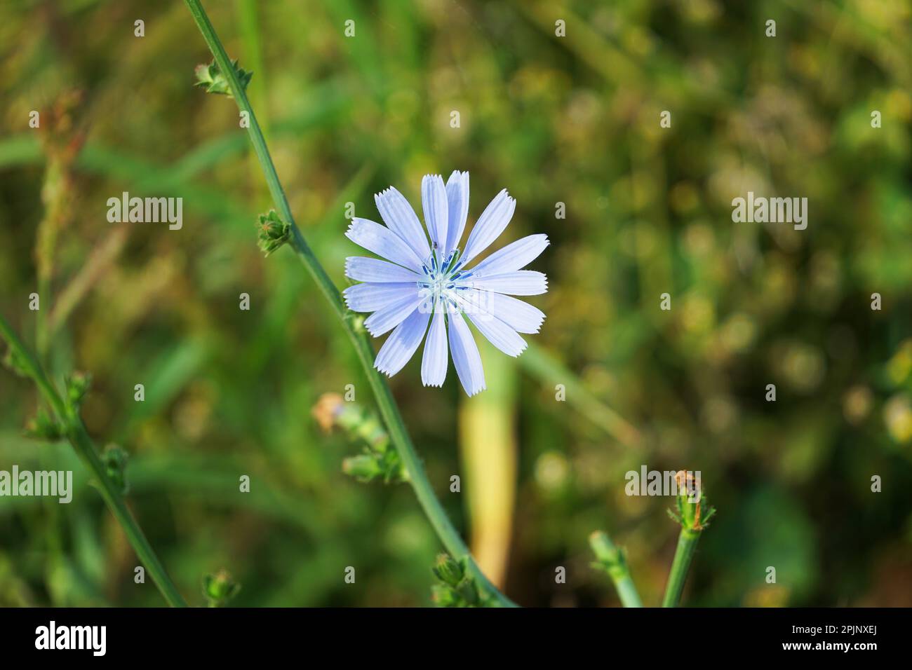 Flower Blossom in a Meadow Gras in Spring in Germany Bavaria, Blume