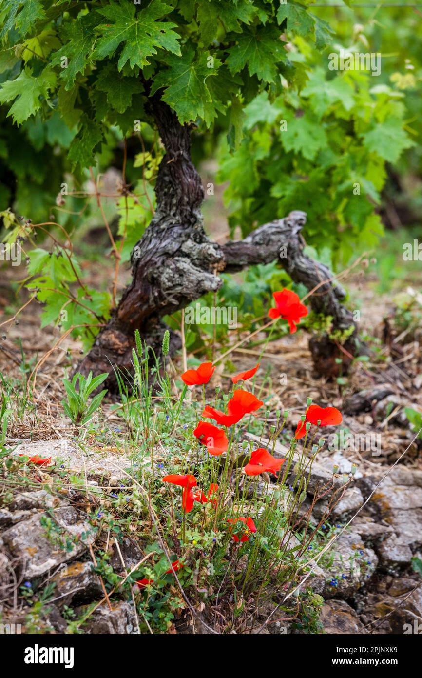 All rights reserved Copyright © Andrea