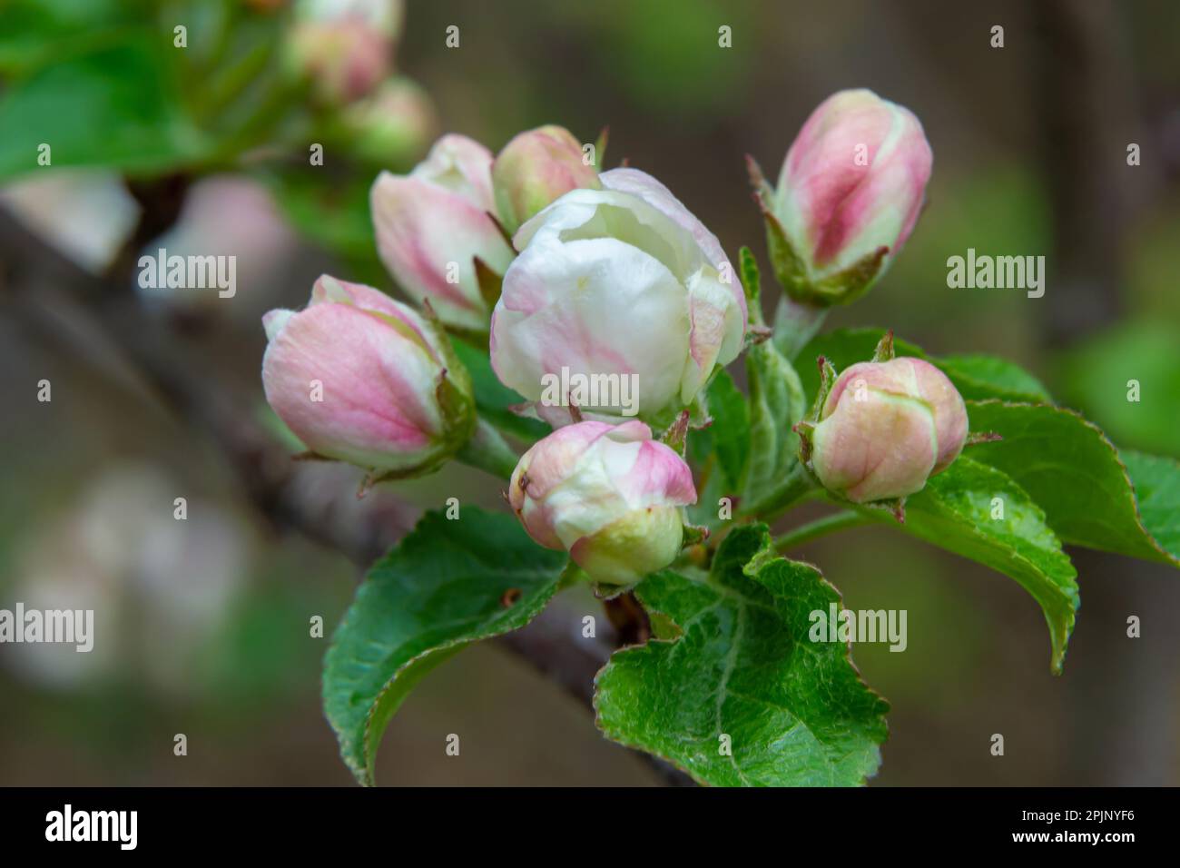 Fresh pink and white blossom flower buds of the Discovery Apple tree, Malus domestica, blooming in springtime. Stock Photo