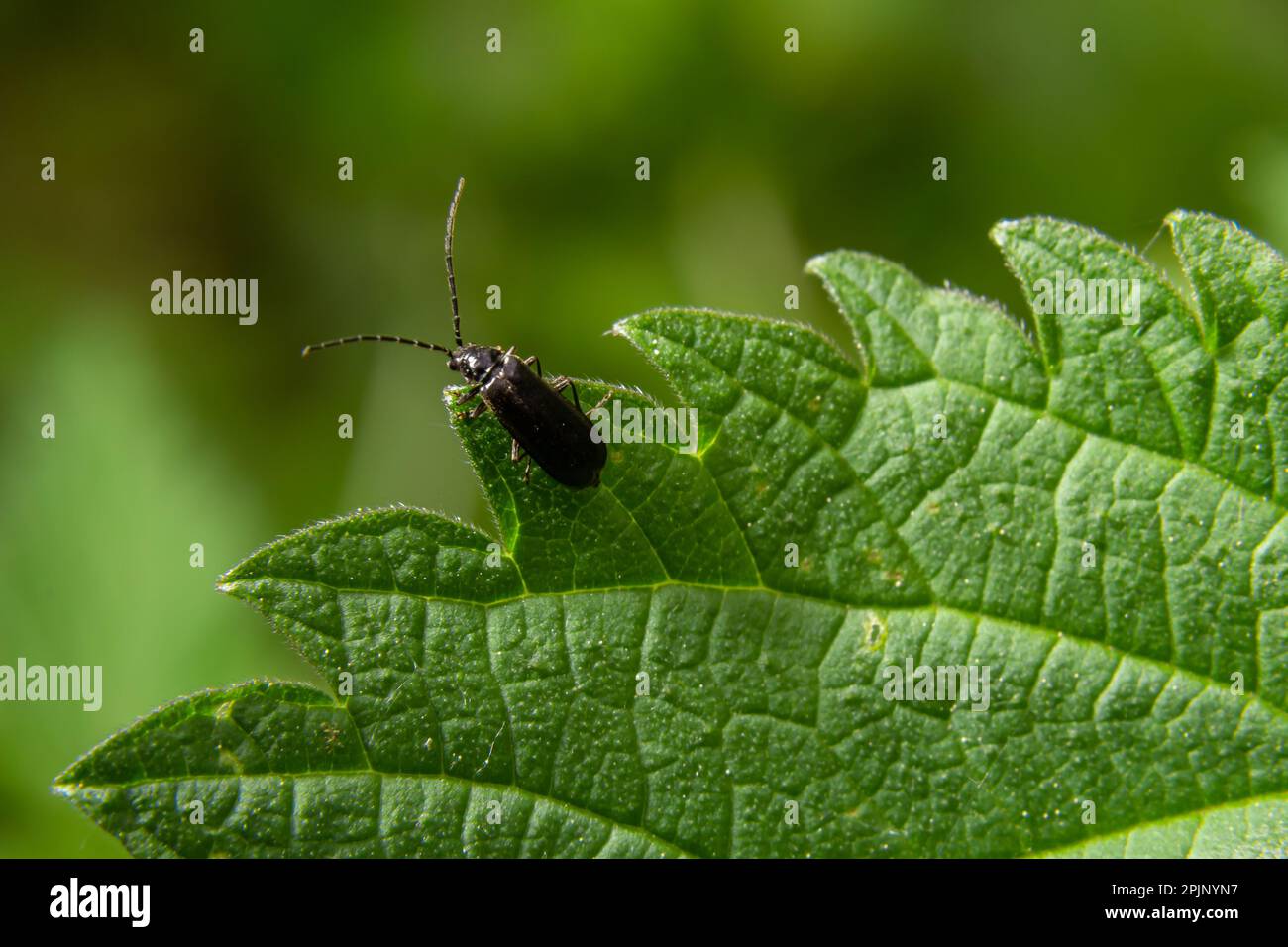 soldier beetle, Cantharis obscura, on grass inflorescence Stock Photo