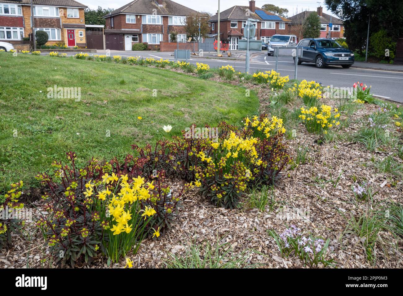 April 4th, 2023. Flowerbeds on roundabouts in Farnborough, Hampshire, UK, have been planted with bulbs and perennials this year by Rushmoor Borough Council instead of the usual annuals. In previous years, the flowers required a lot of watering. The new plants should be more cost-effective, and more sustainable since they require less water and will be better suited to the summer heatwaves and droughts that have become more frequent due to climate change. Stock Photo