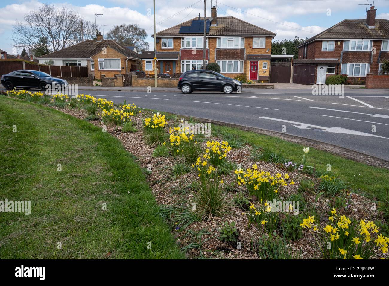 April 4th, 2023. Flowerbeds on roundabouts in Farnborough, Hampshire, UK, have been planted with bulbs and perennials this year by Rushmoor Borough Council instead of the usual annuals. In previous years, the flowers required a lot of watering. The new plants should be more cost-effective, and more sustainable since they require less water and will be better suited to the summer heatwaves and droughts that have become more frequent due to climate change. Stock Photo