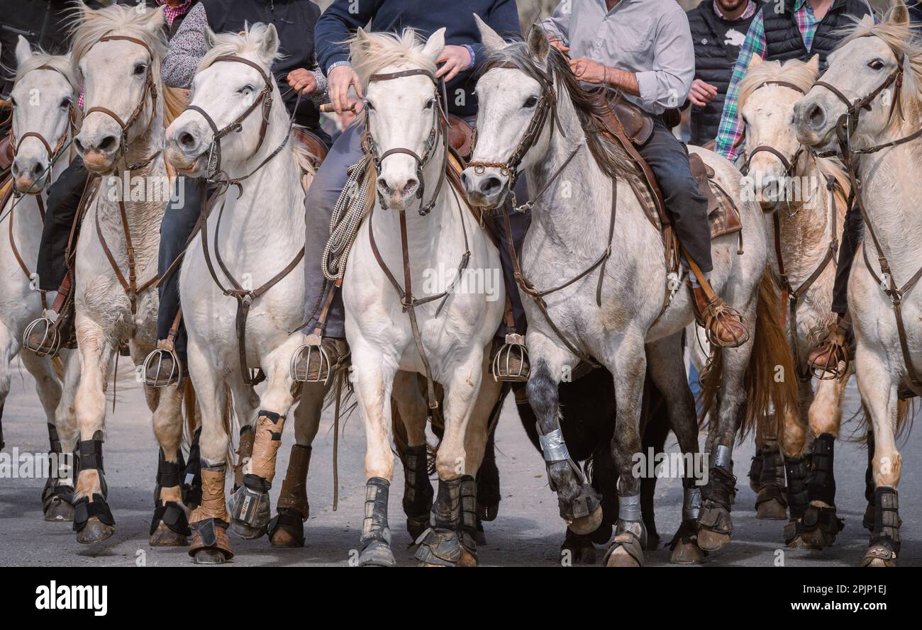 Bandido and abrivado in a village street in the south of France. Camargue bull running free in a street. Bullfighting tradition. Stock Photo