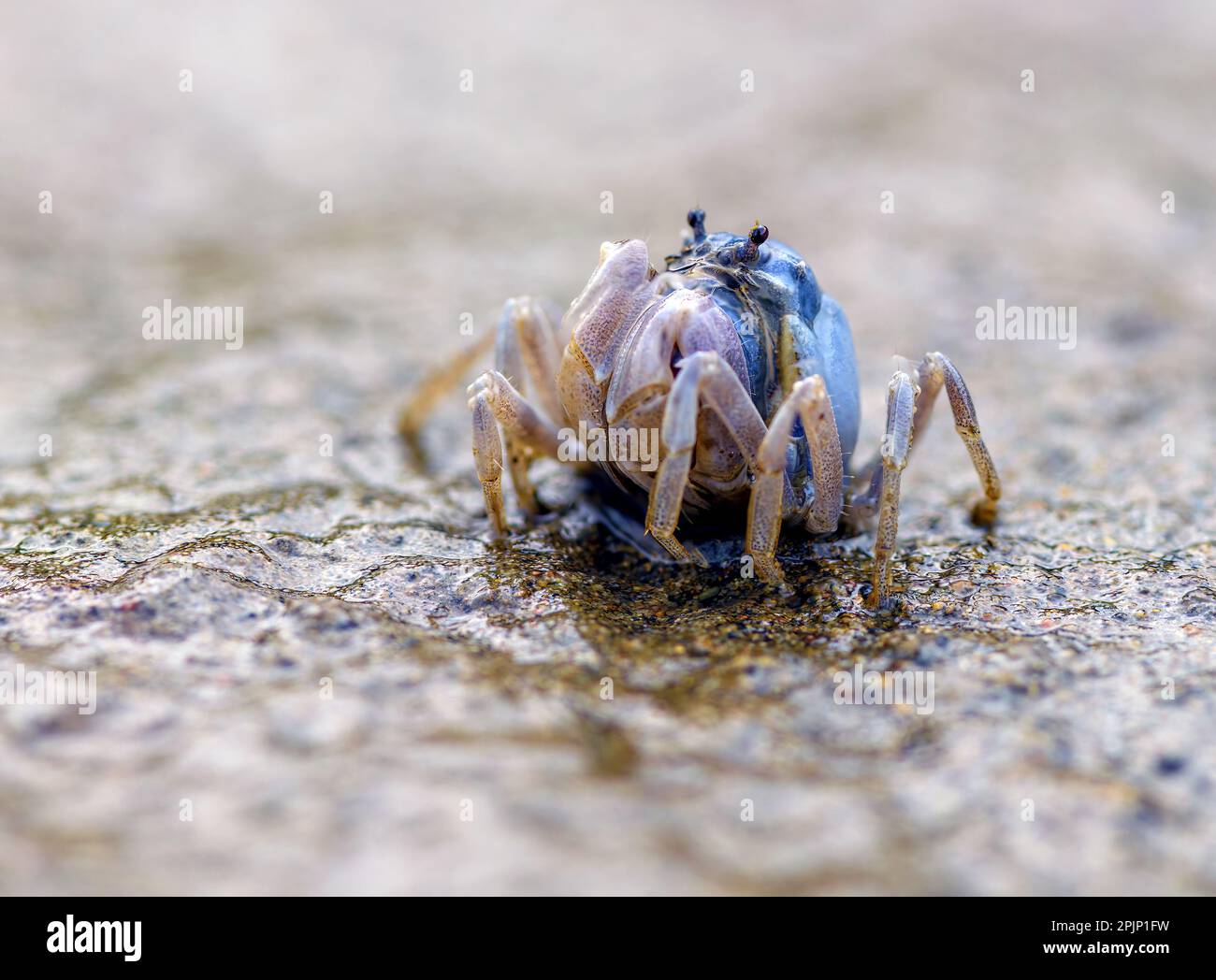 Soldier crab (Mictyris guinotae) from Amami Oshima (Ryukyu Islands), southern Japan. Stock Photo